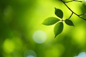 Nature Background Vibrant Green Leaves on Branch Nature Background Spring Foliage Close up Photography photo