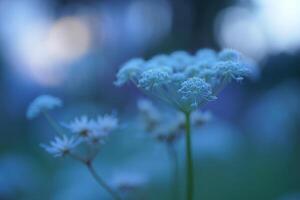 Nature Background Serene Blue Flower Bloom Soft Focus Macro Photography of Delicate Wildflowers photo