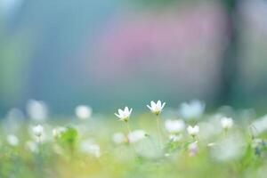 Nature Background Serene Spring Meadow Delicate White Flowers in Soft Focus Nature Background photo