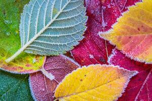 Nature Background Vibrant Autumn Leaves with Frost Close Up Macro Photography of Colorful Fall Foliage photo