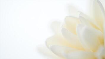 Flowers Background Soft Focus White Flower Petals Delicate Floral Background Cream Bloom Closeup photo