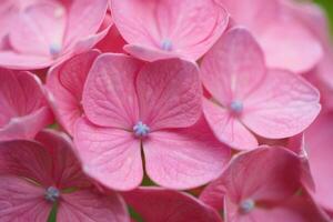 Flowers Background Close up of Delicate Pink Hydrangea Blooms Soft Petals Floral Macro Photography photo