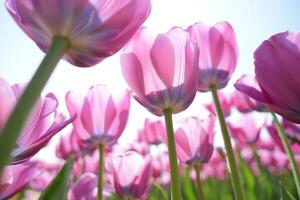 Flowers Background Vibrant Pink Tulip Field Spring Blossoms Close Up View Sunlight photo