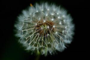 Flowers Background Close up of a Fluffy Dandelion Seed Head against Dark Background Nature Macro Photography photo