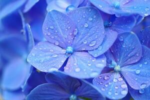 Flowers Background Close up of Dew Covered Blue Hydrangea Blossoms Vibrant Floral Macro Photography photo
