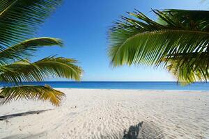 Beach Background Idyllic Tropical Beach Scene Palm Trees Frame White Sand and Azure Ocean photo