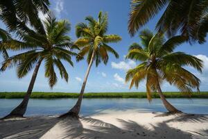 Beach Background Tropical Paradise Three Palm Trees on a Pristine White Sand Beach by Calm Turquoise Water photo
