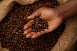Coffee Background Handful of Aromatic Coffee Beans in a Burlap Sack Close Up View photo