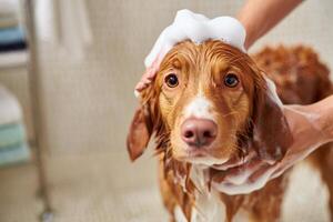 Dog Background Adorable Nova Scotia Duck Tolling Retriever Getting a Bath with Shampoo and Soap Bubbles photo