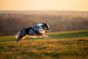 Dog Background Energetic Australian Shepherd Dog Running in Sunset Meadow Happy Canine in Nature photo