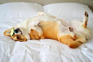 Dog Background Playful Corgi Dog Relaxing on White Bedding with Cucumber Eye Mask photo