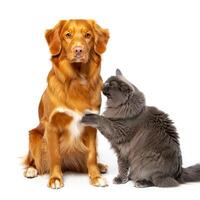 Dog Background Adorable Golden Retriever Dog and Gray Cat Interacting Studio Shot on White Background photo