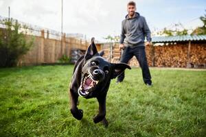 Dog Background Playful Black Labrador Retriever Running in Backyard Aggressive Expression Man in Background photo