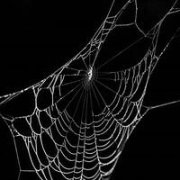 Halloween Background Dew Covered Spiderweb Intricate Nature Design Black Background Macro Photography photo