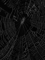 Halloween Background Intricate Spiderweb Texture Black and White Detailed Macro Photography of a Damaged Web photo