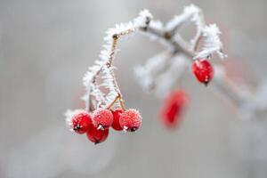 Nature Background Frosty Winter Berries Red Cranberries on a Frosted Branch in Winter photo
