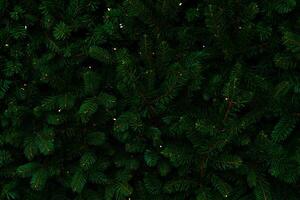 Nature Background Lush Green Christmas Tree Branches with Warm Fairy Lights Background Texture photo