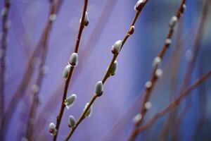 Nature Background Delicate Spring Willow Branches with Fuzzy Buds Nature Macro Photography photo