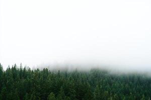 Nature Background Misty Mountain Forest Landscape Serene Evergreen Trees Shrouded in Fog photo