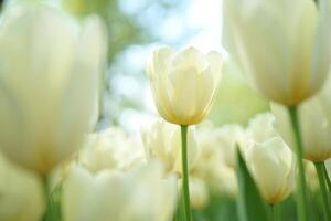 Nature Background Serene Springtime Field of Delicate Cream Colored Tulips in Soft Sunlight photo