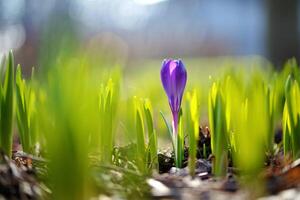 Nature Background Single Purple Crocus Blooming in Spring Green Grass Nature Macro Photography photo