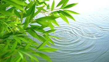 Nature Background Serene Bamboo Leaves Over Calm Water with Ripples Tranquil Nature Scene photo
