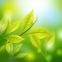 Nature Background Vibrant Springtime New Growth Close up of Fresh Green Leaves in Sunlight photo