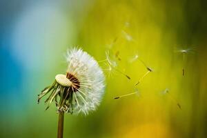 Nature Background Dandelion Seeds Blowing in the Wind Spring Nature Macro Photography photo