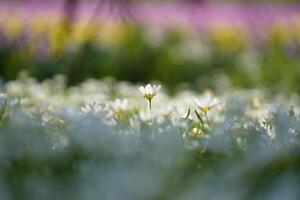 Nature Background Single White Flower Blooming in a Field of Daisies Spring Meadow Soft Focus photo