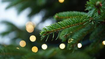 Nature Background Festive Christmas Tree Branch with Warm Bokeh Lights Close up Macro Photography photo