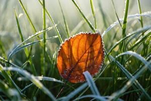 Nature Background Frosty Autumn Leaf in Grass Winter s First Frost on Nature Stunning Seasonal Image photo