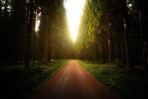Nature Background Serene Forest Path Sunlit Road Through Lush Green Trees photo