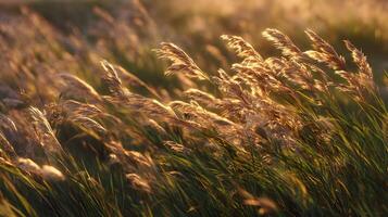 Golden hour illumination on meadow grass, soft sunlight casting a warm glow across a serene field photo