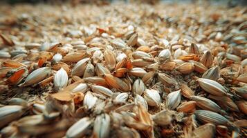 Close up macro shot of scattered malted barley grains used in beer brewing process background texture photo