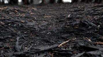 Aftermath of a wildfire shows charred remains of forest floor following a devastating fire event photo