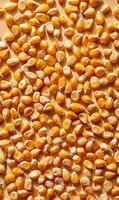 Golden kernels of corn in abundance creating a visually appealing background texture representing harvest and agriculture photo
