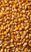 Abundance of golden corn kernels creating a vibrant texture evoking agriculture and harvest season freshness featuring a natural and rustic feel photo