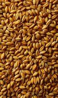 Golden grain field a bounty of harvest ready for milling or use in brewing and baking processes creating abundance photo