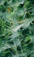 Abstract nature scene featuring sharp translucent ice shards on vibrant green foliage creating a dynamic surface photo