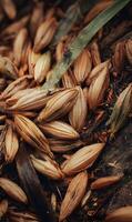 Nature's Subtle Palette A Close Up View of Autumnal Pods and Textures Displaying Earthy Tones and Delicate Forms photo