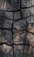 Detailed bark of an old tree showing cracks aged patterns for natural textures and backgrounds a rustic essence photo