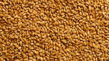 Dense background showcasing a uniform layer of golden wheat kernels a close up textural delight photo