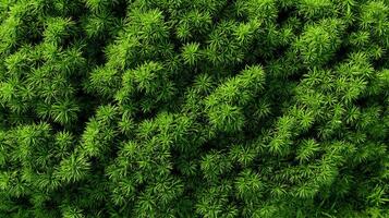 Aerial view of vivid green sphagnum moss creating a textured natural carpet of lush greenery photo