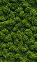 Lush Green Moss Texture Covering a Vertical Surface Creating a Natural and Organic Aesthetic for Backgrounds photo