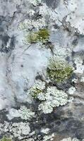Textured rock face adorned with natural lichen formations creating a diverse and vibrant surface pattern photo