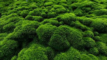 Dense green moss covering a surface creates a textured natural carpet with vibrant color photo