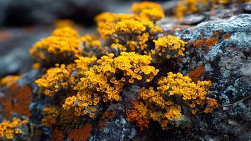Vibrant yellow lichen clinging to the surface of a rugged rock creating a burst of color photo