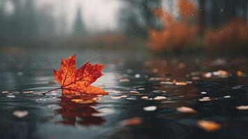 A single red maple leaf floating in the water photo