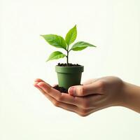 Eco Concept Hands Holding Sapling with White Background photo