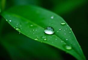 A drop of water sits on a leaf photo
